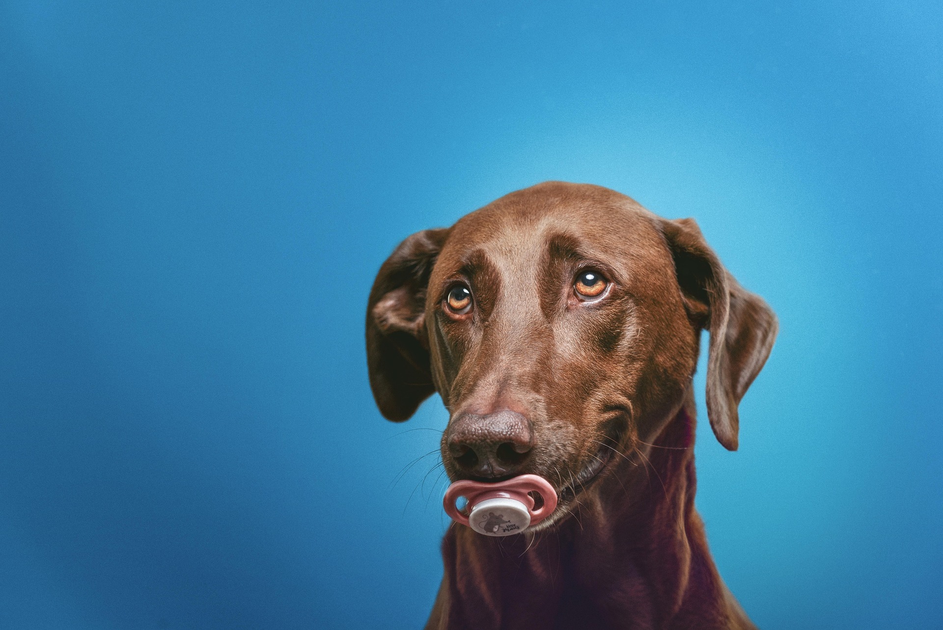 Lovely Sitter Exklusive Hundebetreuung